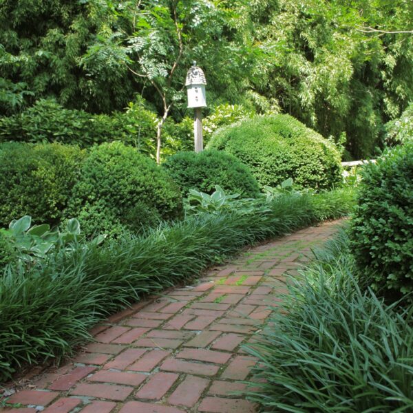boxwood-border